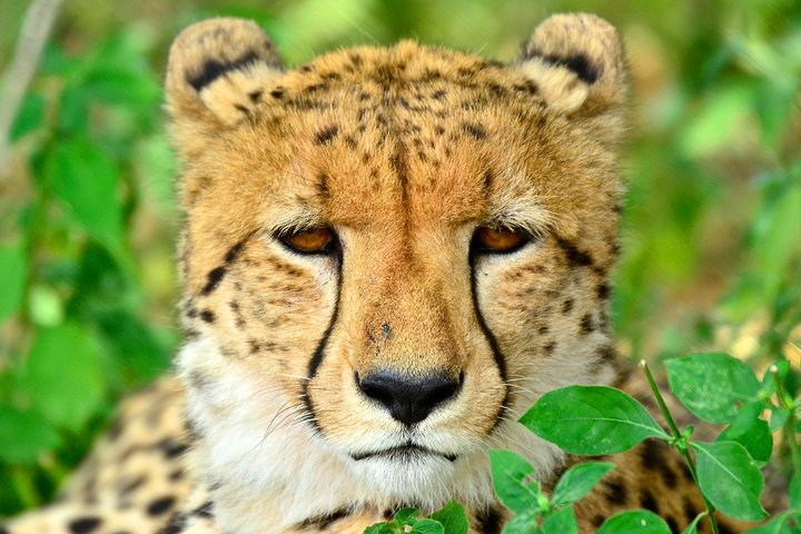 Cheetah - Emdoneni Wild Cat Project